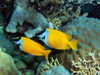 Foxface Rabbitfish